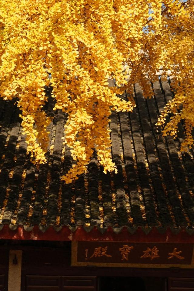 好景成双，来定慧寺巷邂逅小确“杏”