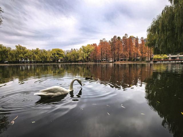 闯入秋日油画！紫玉公园红树林的天鹅舞会正在上演