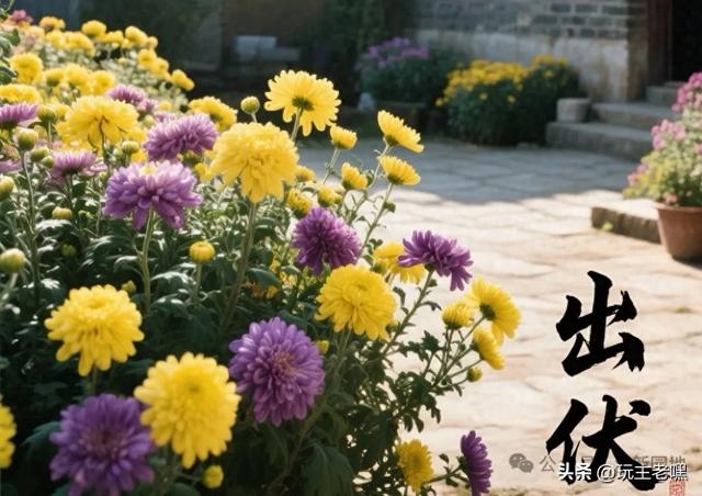 疆藏云贵行98，出伏