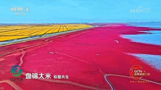 红海滩进入最佳观赏期
