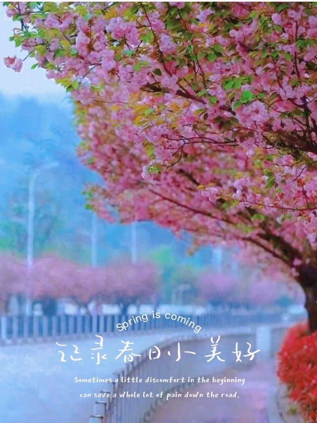 贵阳周边惊现20公里“粉色长廊”，拍照太出片了！人少，还免费~