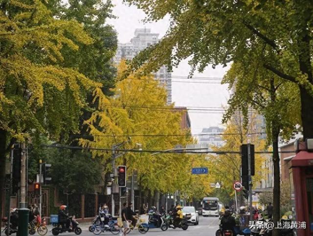 局门路银杏渐入佳境，引路人纷纷驻足打卡