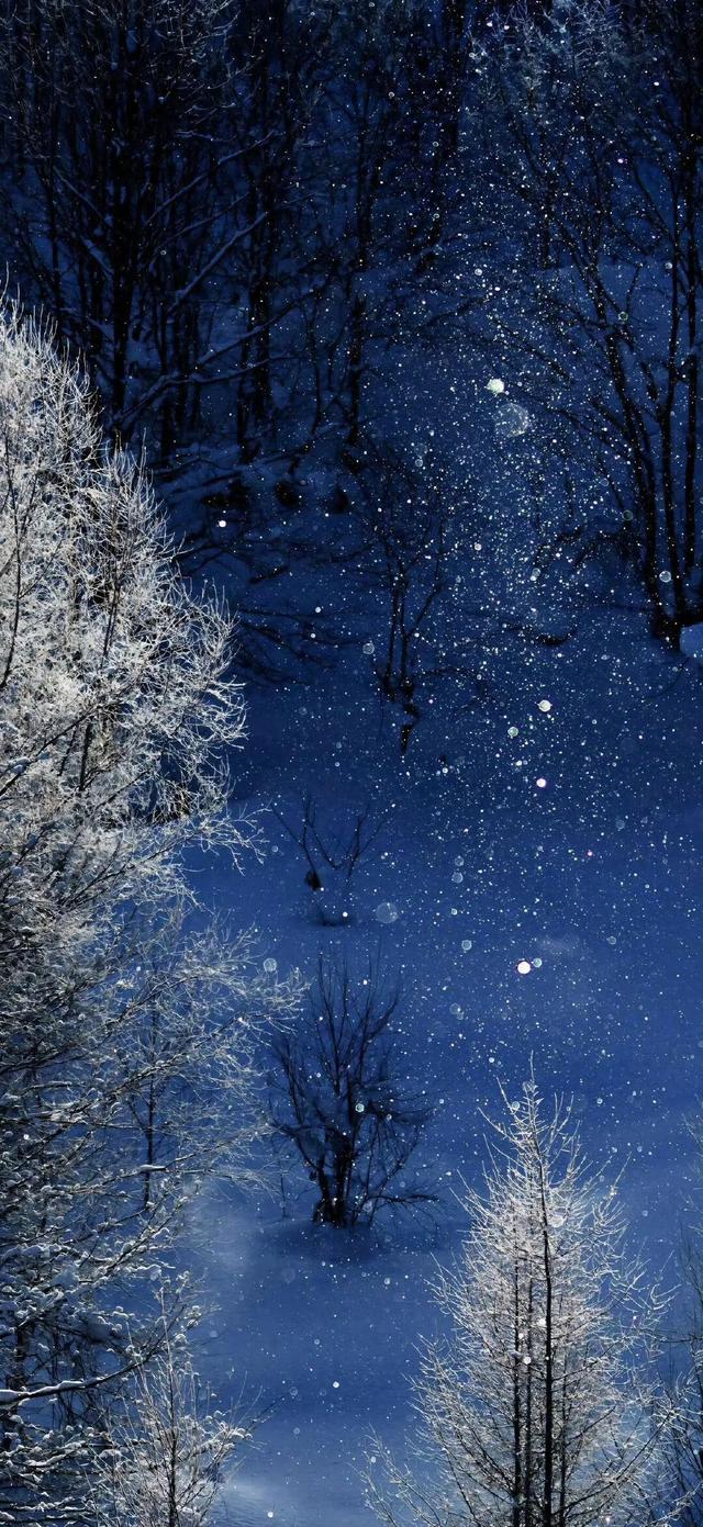 冬至快乐～盼一场大雪，而后春归