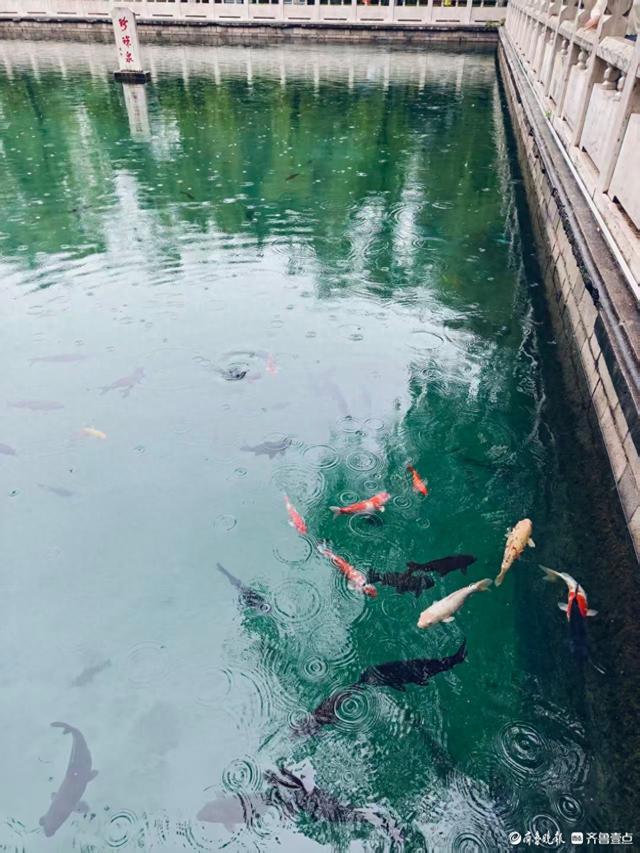 双节拍 | 雨中逛一逛，济南四大泉群之一——珍珠泉