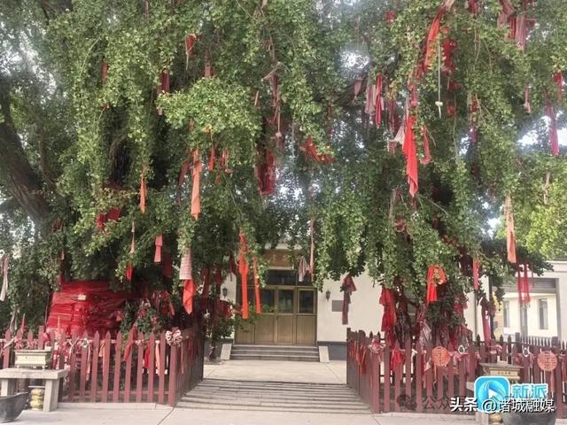 诸城这对银杏“夫妻” 相依相守450年
