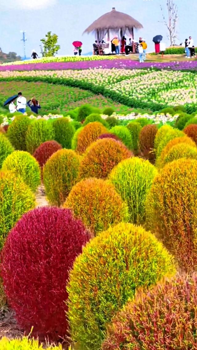 秋日的地肤草，你就说美不美吧！