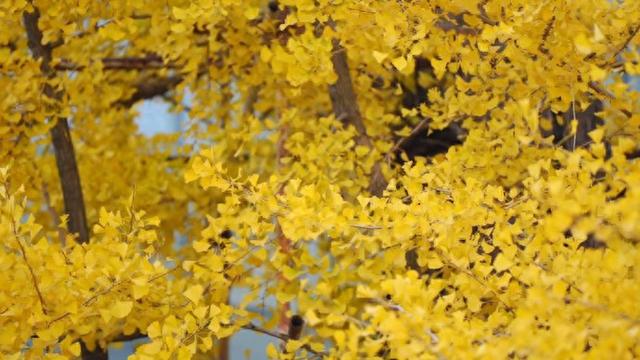 真如500岁古银杏进入最佳观赏期！拍照打卡还有DIY礼包→