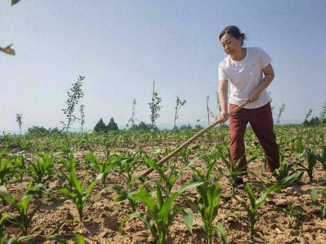 当AI浪潮来到西部山乡小县