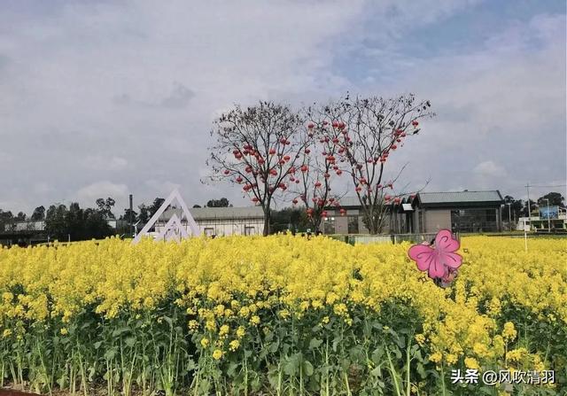 成都西边一个艺术村，73处林盘院落，适合打卡，再现“大地景观”