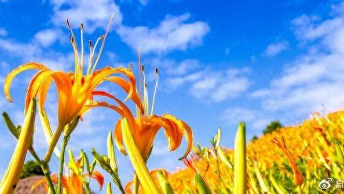 头条爆文《夫妻最好的相处：不是搭伙过日子，而是并肩闯人间》