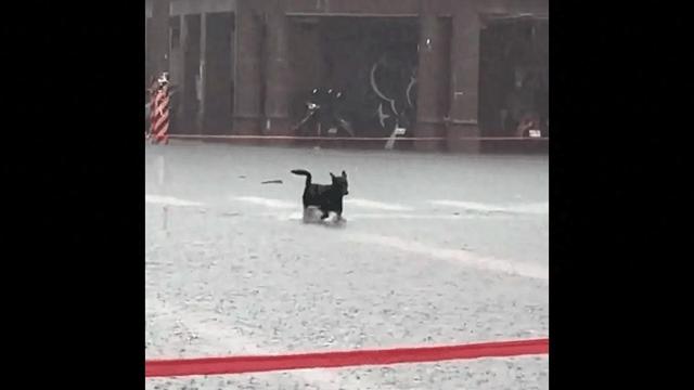 狗子冒着大雨淌水回家，到家发现水比外面还深。狗：淋成狗了