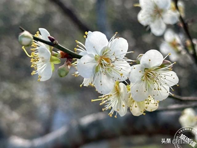 角板山行馆梅花花开5成 梅花季盛开期间，将打造沉浸式赏梅体验