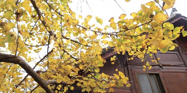 山村尽带黄金甲 古树银杏醉妥乐