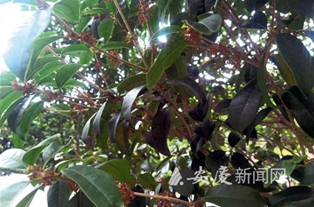 桂花变“昙花”，开几天便消失？少雨等多重因素叠加致使花期缩短