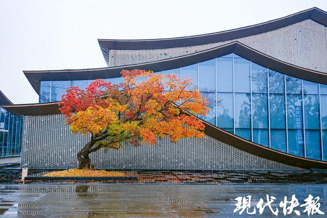 深秋的“染坊”，扬州这棵歪脖子乌桕火了