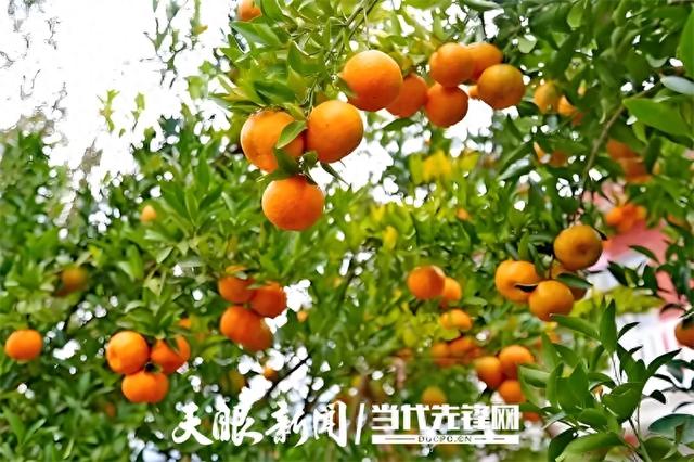 摘鲜橘、抢抱枕、赢大奖、吃杀猪饭……这周六，带上家人来桐梓小水嗨个够