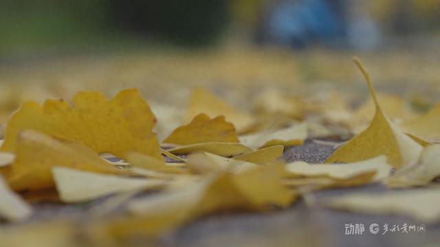 初冬“杏”韵：邂逅贵州的金色浪漫