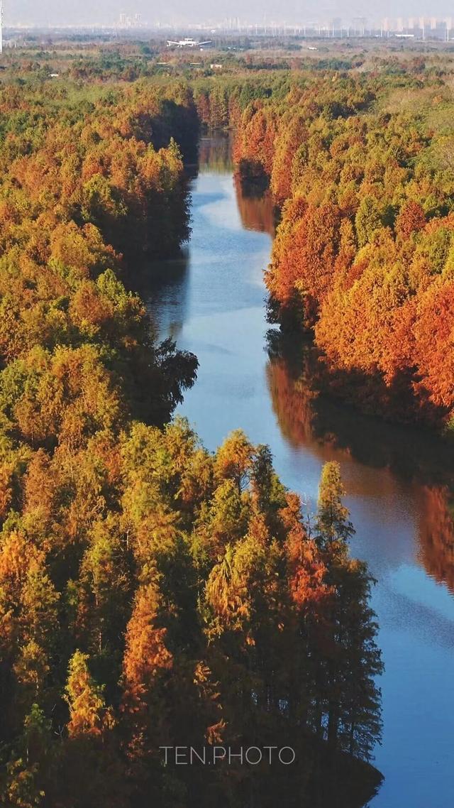 红叶节+纸艺双年展+东方快车谋杀案，奉贤本周活动清单直接封神