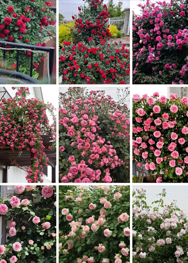 梦幻花园联盟排行（2025 实测爬藤月季 扛把子 TOP5）