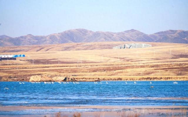 “白色精灵”现身包头！