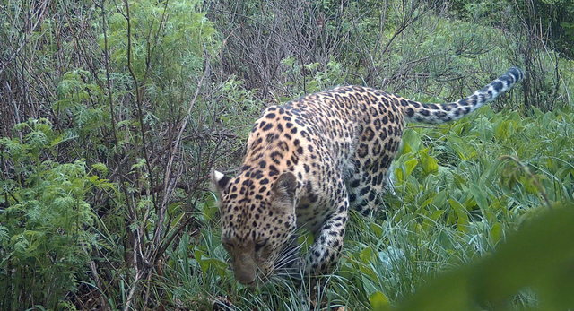 消失30年	，距北京仅160公里，“中国豹	”回来了