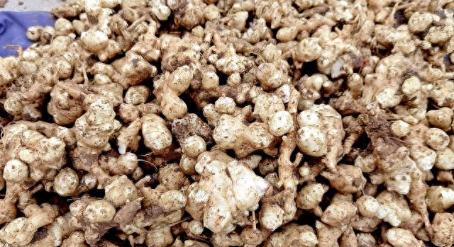 “冬天吃一根，腿脚站稳跟”！买它10斤一晒一腌，脆爽开胃超下饭