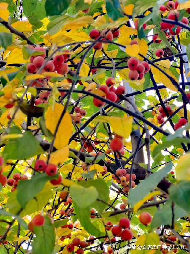 冬日上新！石家庄市公园里海棠果 “染红枝头”，果香伴冬景超治愈