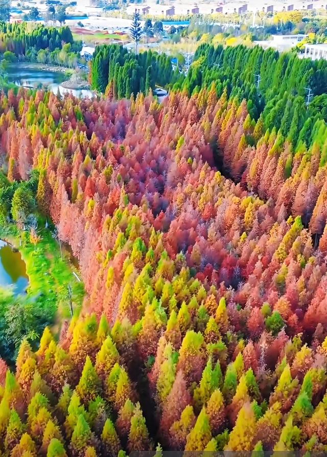 不用去远方，三家村水库水杉红了，一半湖水一半红林太出片了