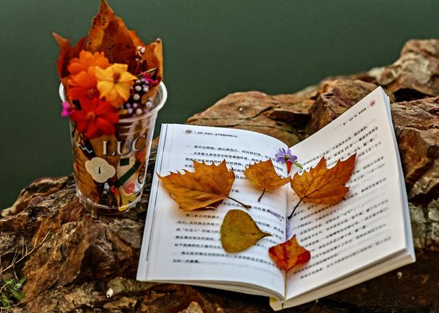 美文｜深秋的南京动人心魄，最让人触景生情的是优雅告别的秋叶