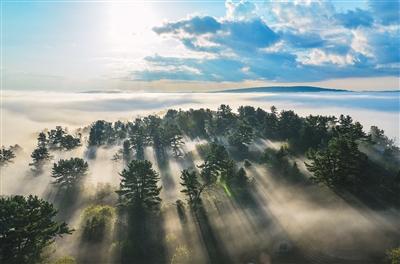 伊春红松林（行天下）