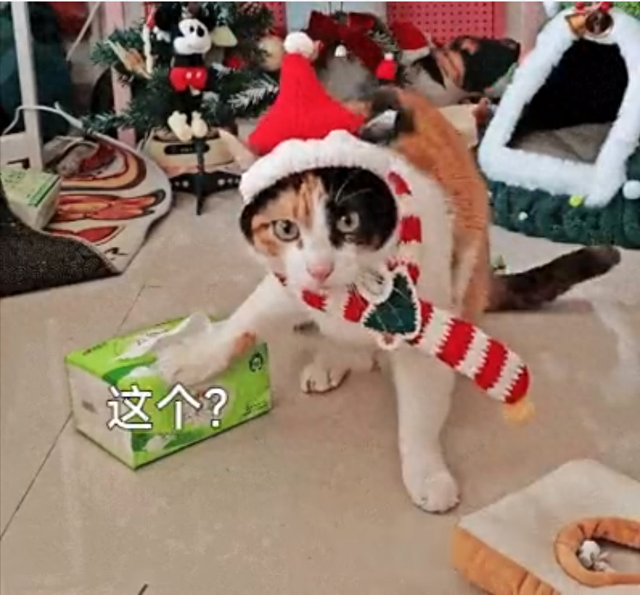 美国威逼下，加拿大求生欲望很强	，总理请求访华