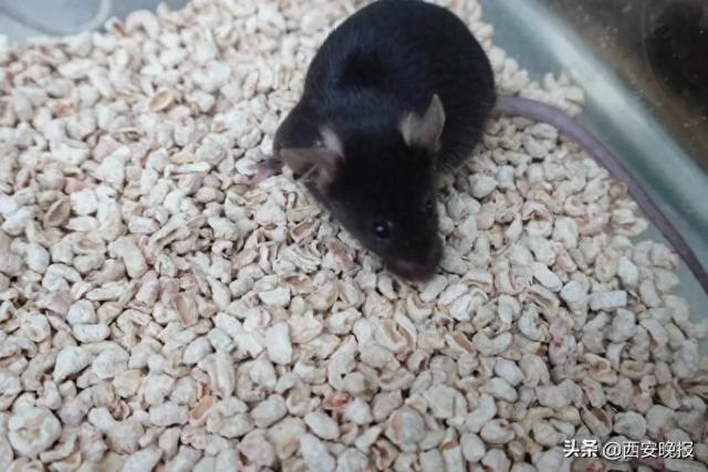 为4只“太空小鼠”取名，网友：从从、容容、游刃、有余……