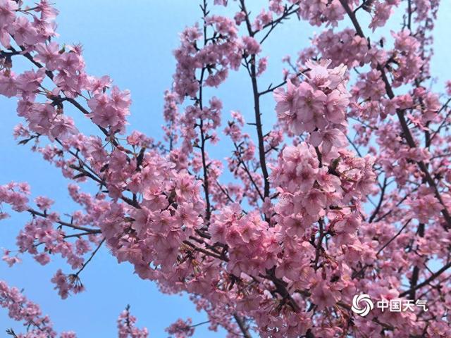 湖南常德太浮山樱花反季绽放 花海营造粉色浪漫