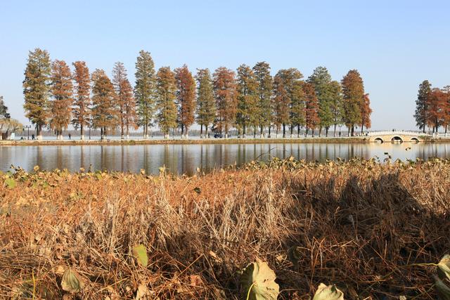 深秋东湖：江城文脉里的层林尽染