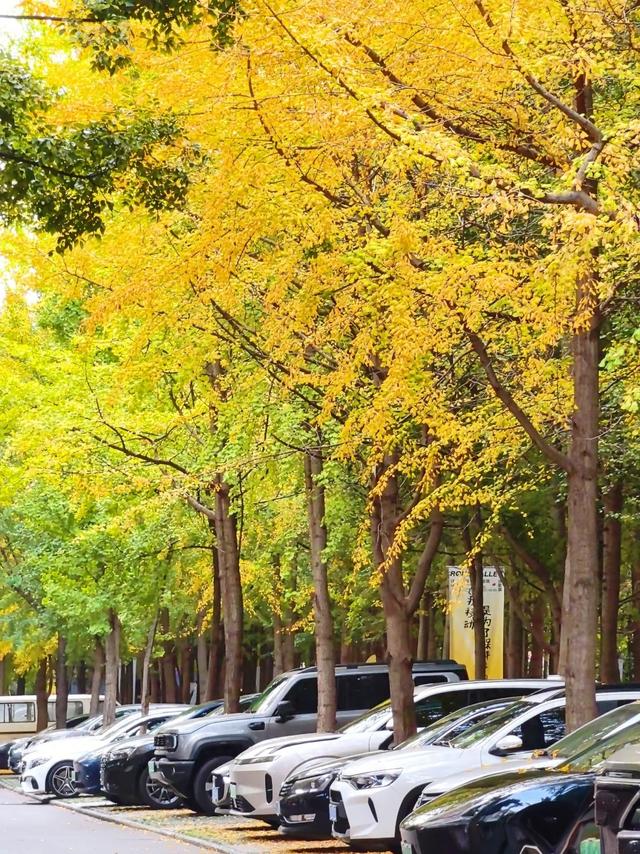 10月再见，11月你好！昆明闹市区的银杏林黄了