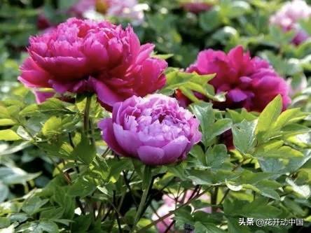 从宫廷御用到文旅顶流：一朵牡丹，藏着中国人千年的精神密码