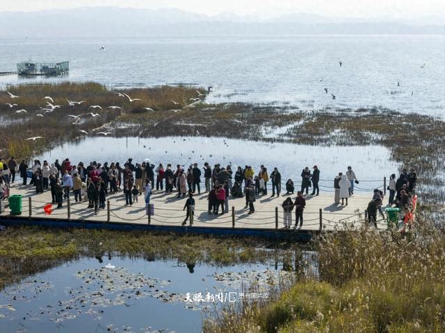 图库推荐｜威宁草海观鸥热