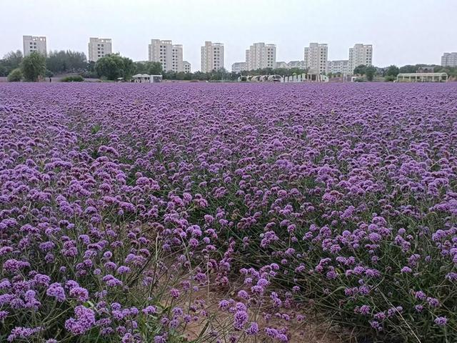 又踏甘肃地之三十五 金昌篇之五 紫金花海（1）