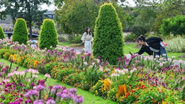 快收藏！辰山植物园红黄橙交织的秋日画卷