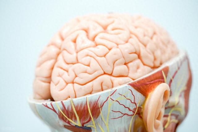 大脑抗衰老的生物学密码，为什么这些80岁老人，有50岁记忆