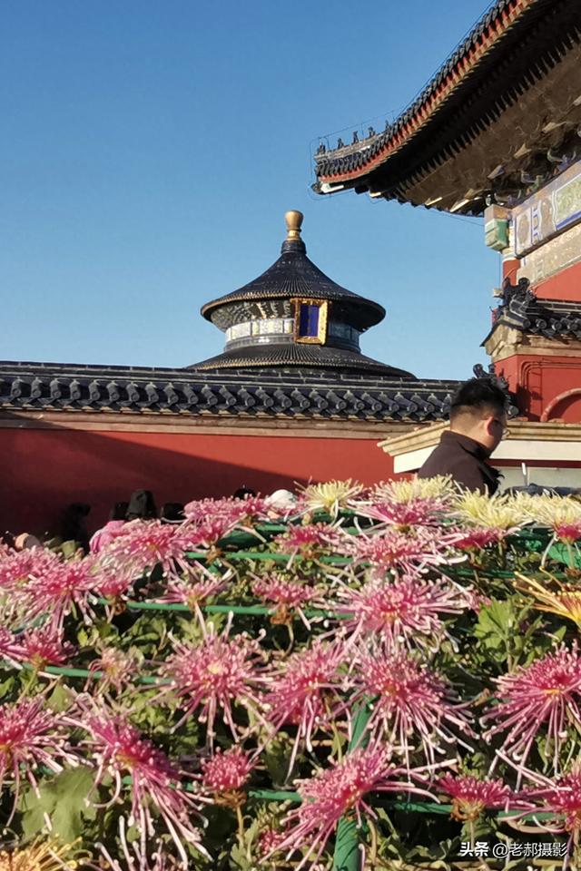 天坛秋韵，菊影斑斓，在古建与繁花间邂逅时光