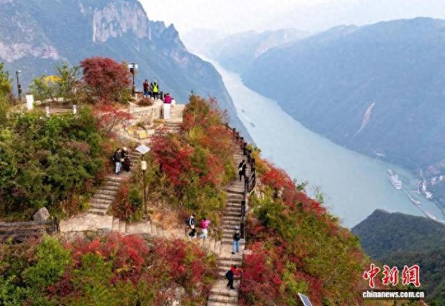 重庆巫山120万亩红叶渐红 长江巫峡两岸层林尽染美如画