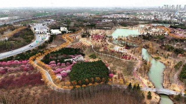 淮阳森林公园 · 梅园——花开正浓，香气四溢