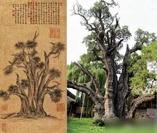 河南发现一棵树，跟乾隆古画一模一样，太神奇了