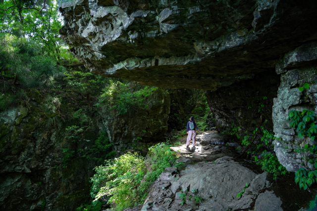 天目山秘境觉醒！用镜头解锁“大树王国”的N种打开方式
