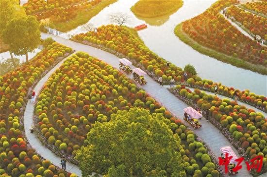 地肤花海醉游人