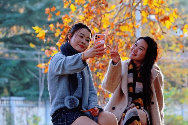 济源：梧桐叶落最多情