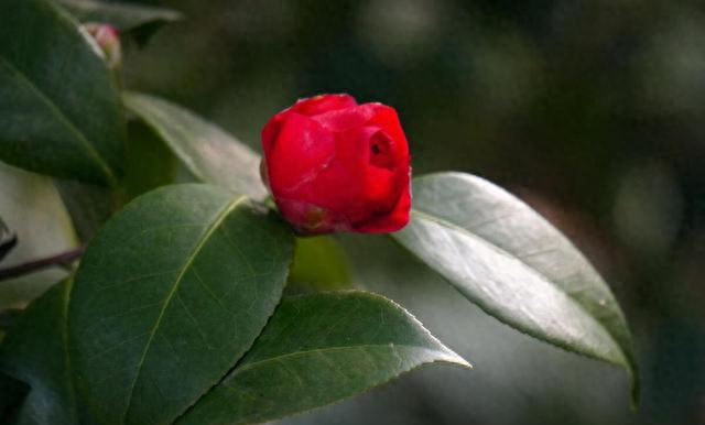 家里为什么不能养茶花花（真心奉劝大家）