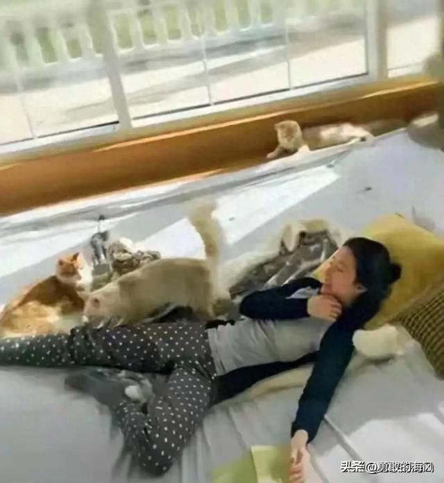 刘亦菲私宅曝光,与猫狗相伴不养娃超舒适,这才是生活?