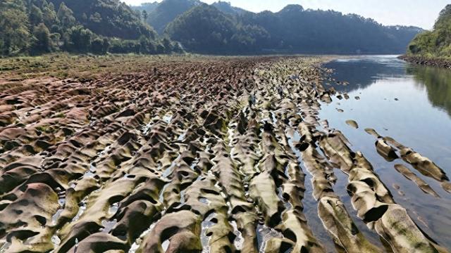 春暖花开，悦来镇石鸭子滩景点游人如织